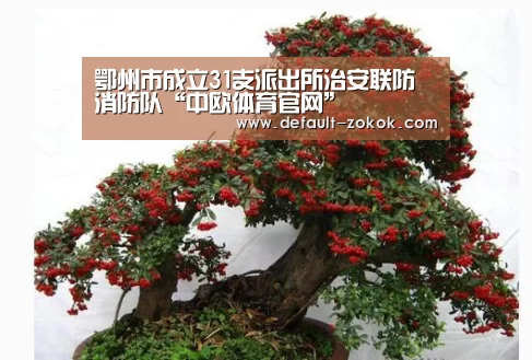 中欧体育官网