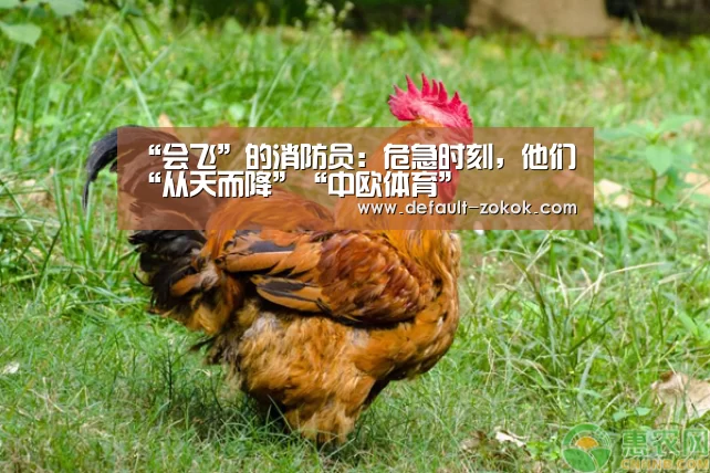 中欧体育